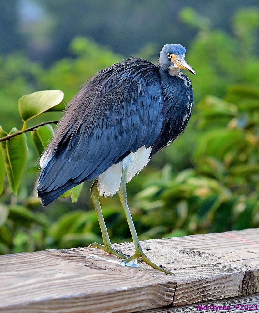 DSC_0725_001.JPG