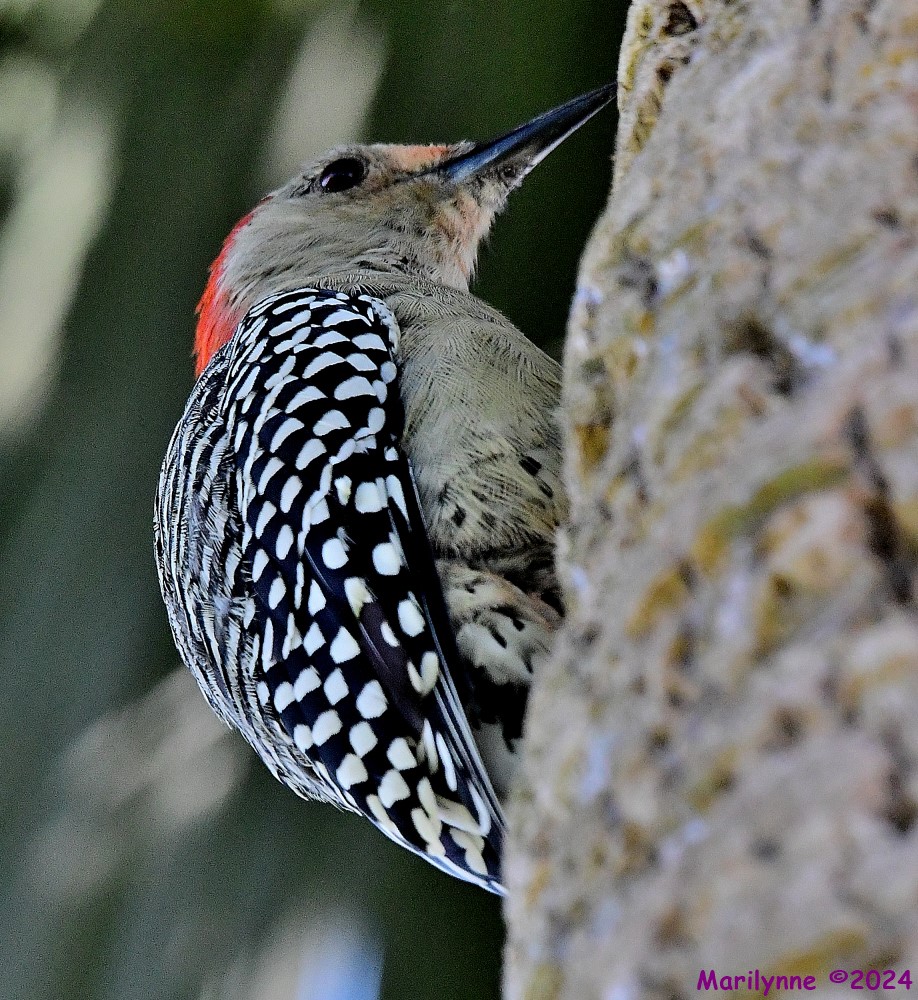 DSC_0725_001.JPG