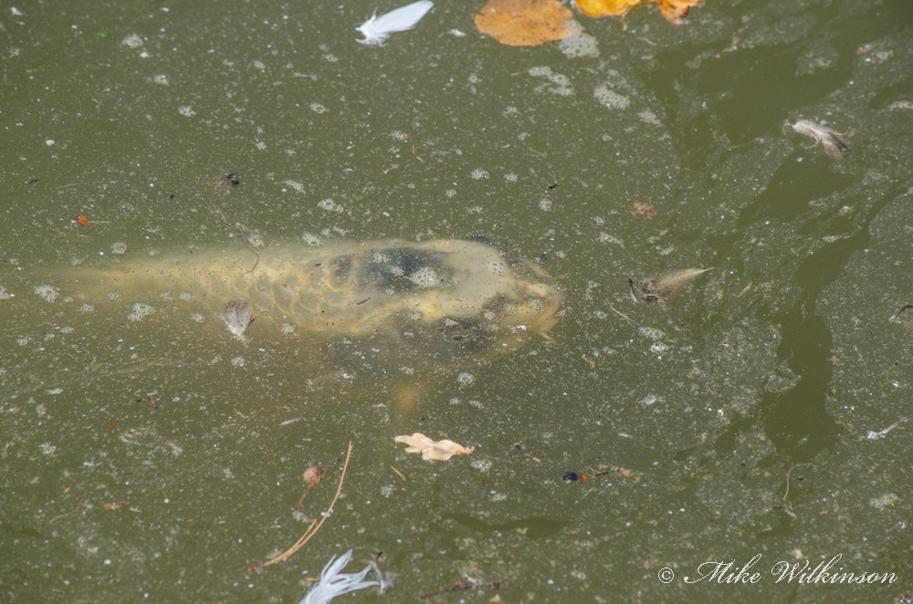 DSC_0727.jpg