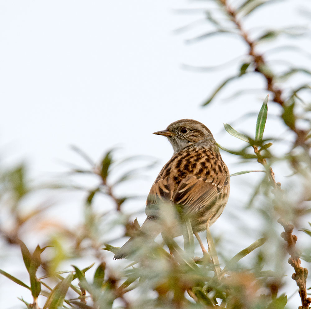 DSC_0729.jpg