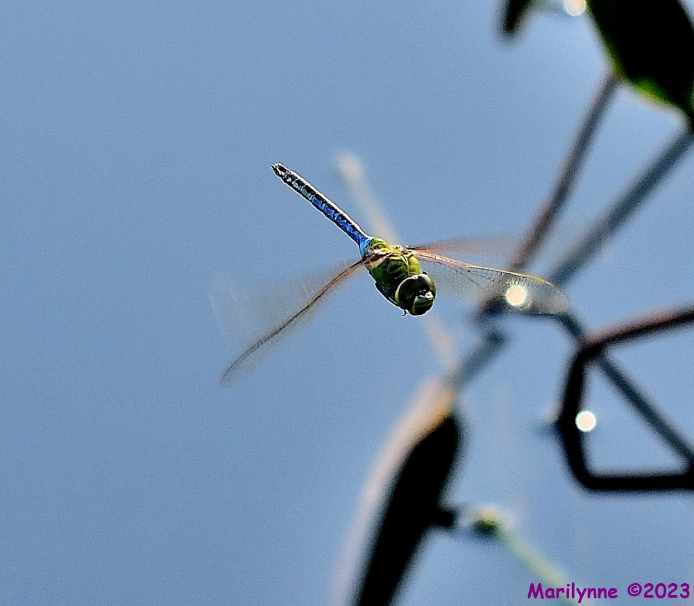 DSC_0733_001.JPG