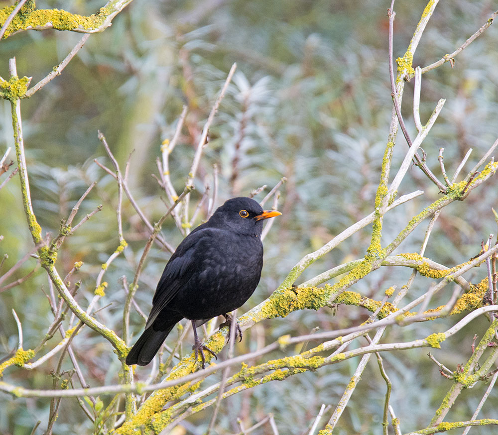 DSC_0737.jpg