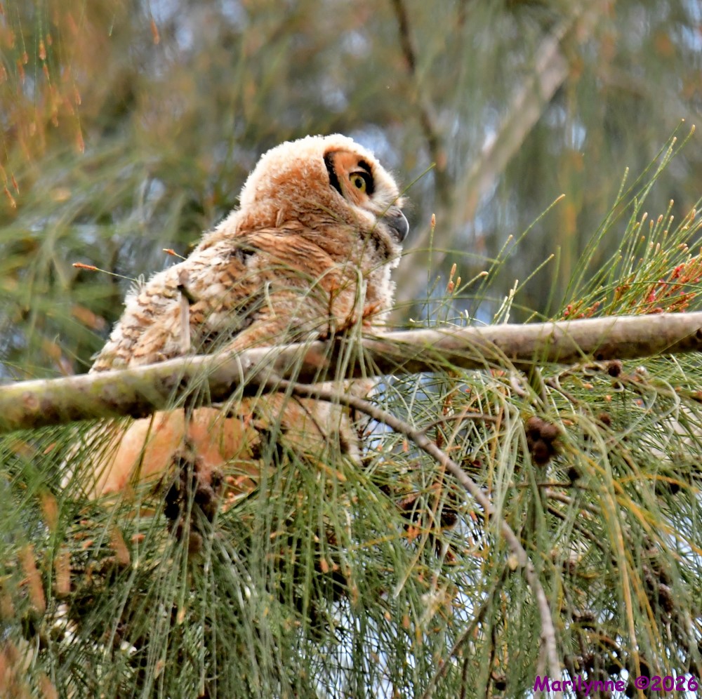 DSC_0737_001.JPG