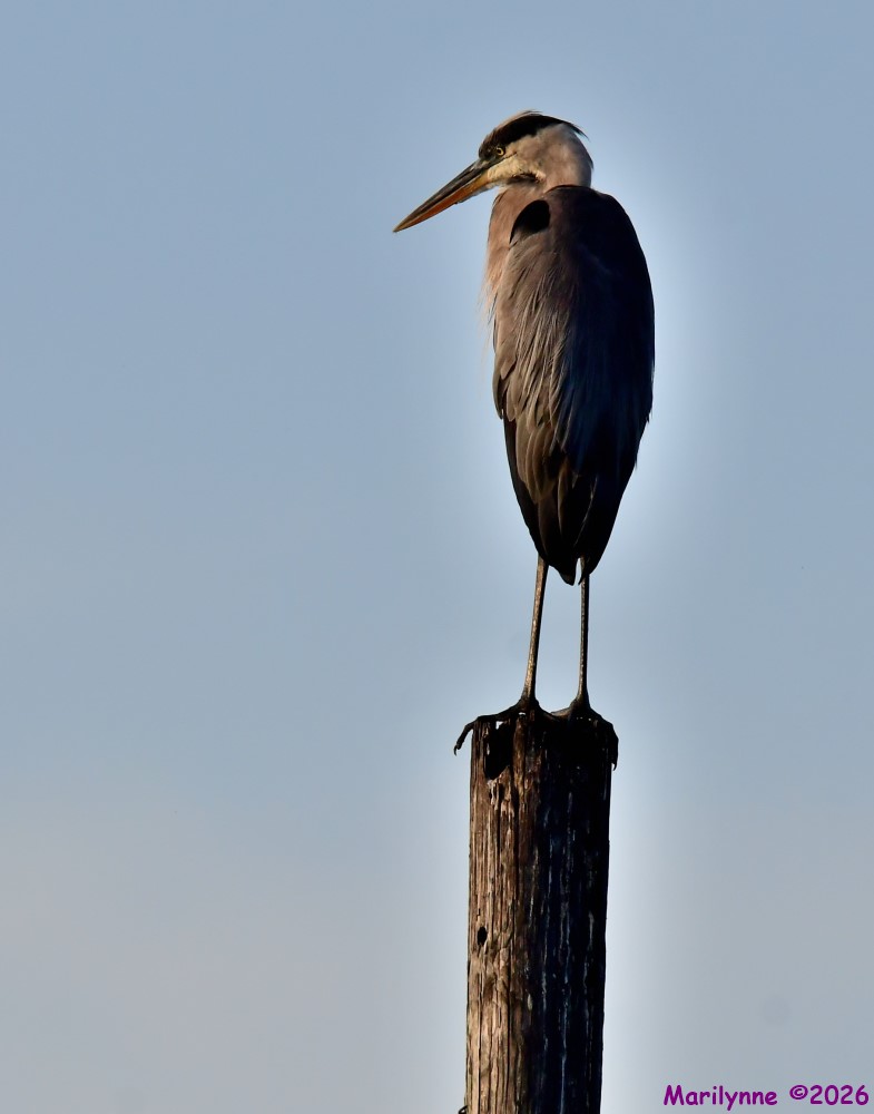 DSC_0738_001.JPG