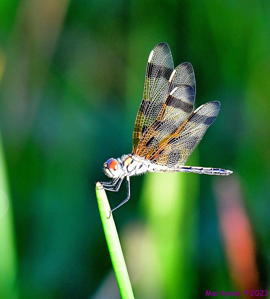 DSC_0739_001.JPG