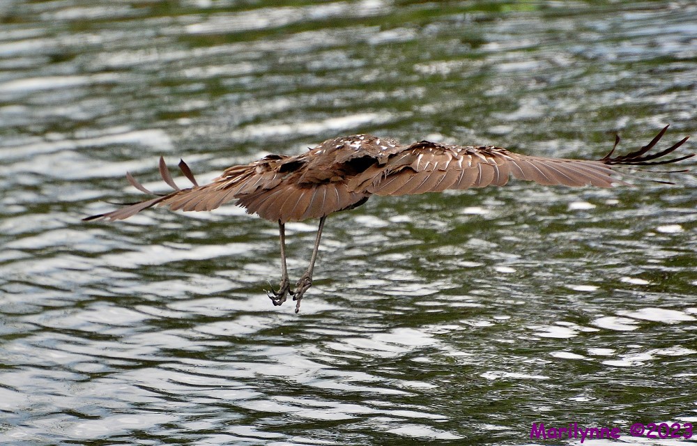 DSC_0740_001.JPG