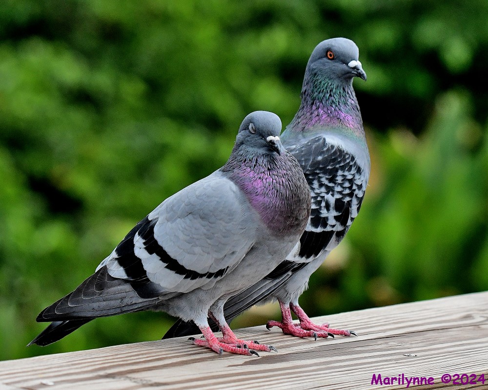 DSC_0741_001.JPG