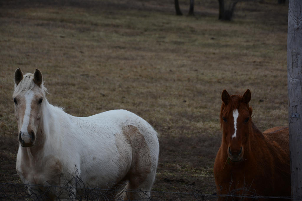 DSC_0743.jpg
