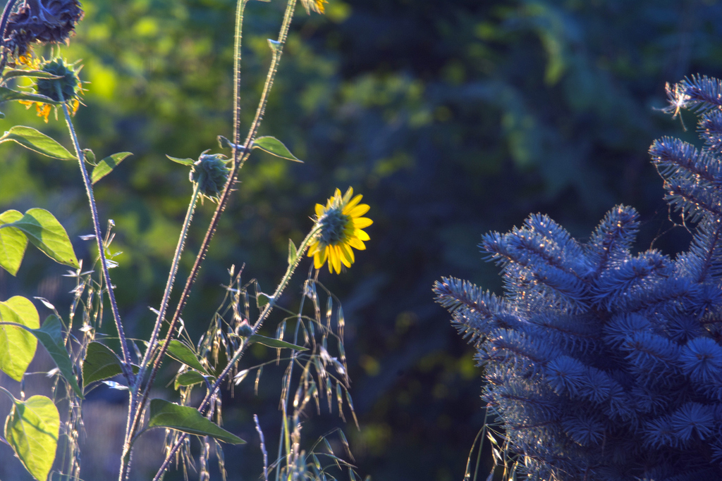DSC_0747.jpg