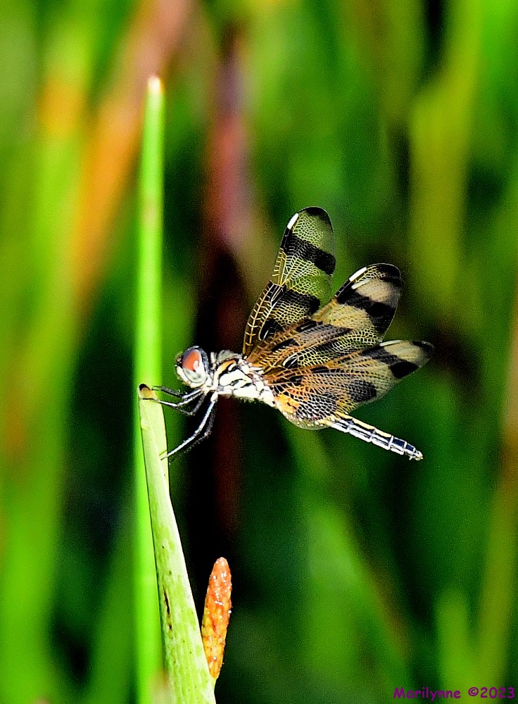 DSC_0747_001.JPG