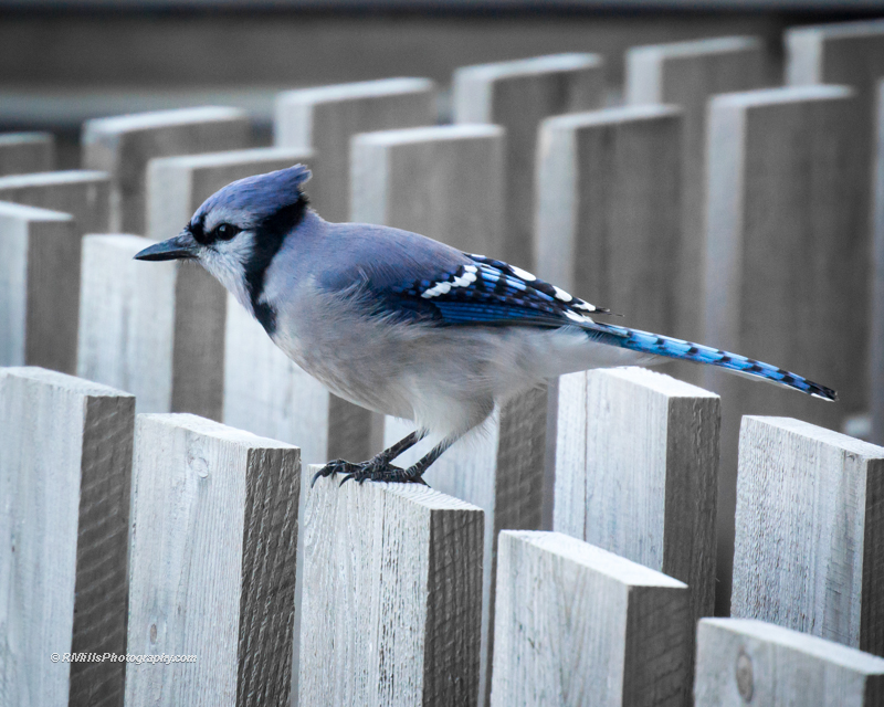 DSC_0747_10171-2.jpg