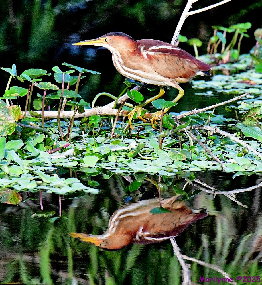 DSC_0752_001.JPG