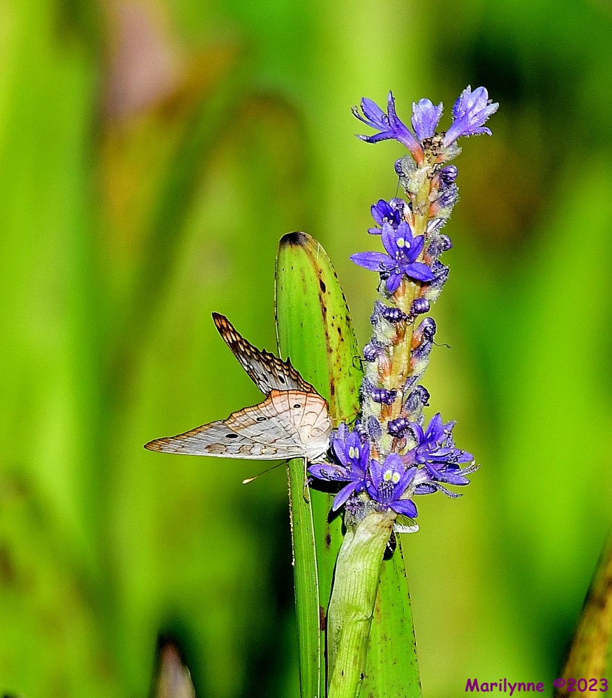DSC_0754_001.JPG