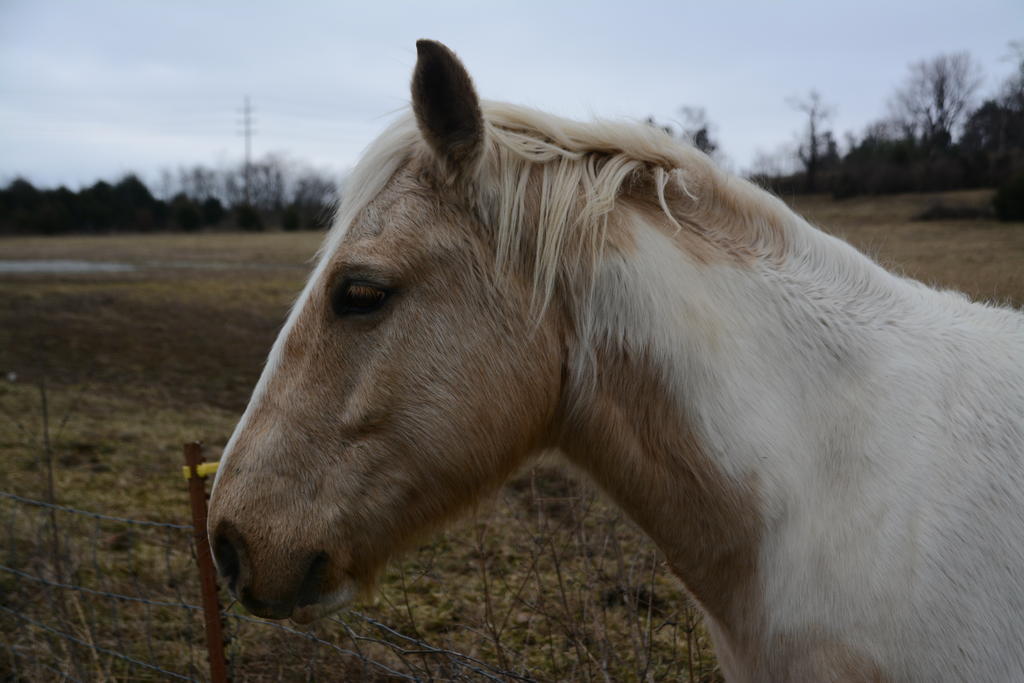 DSC_0755.jpg