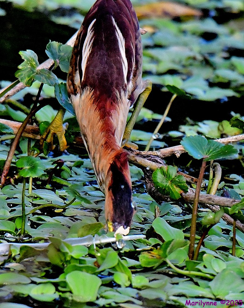 DSC_0756_001.JPG