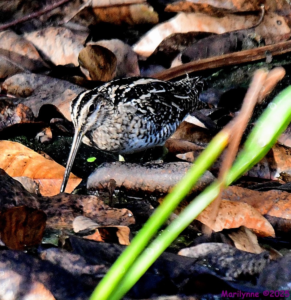 DSC_0757_001.JPG