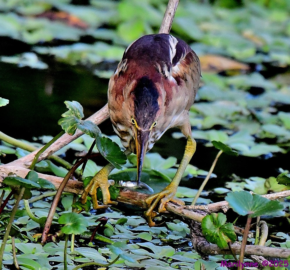 DSC_0757_001.JPG