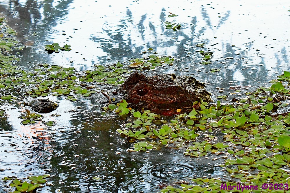 DSC_0758_001.JPG