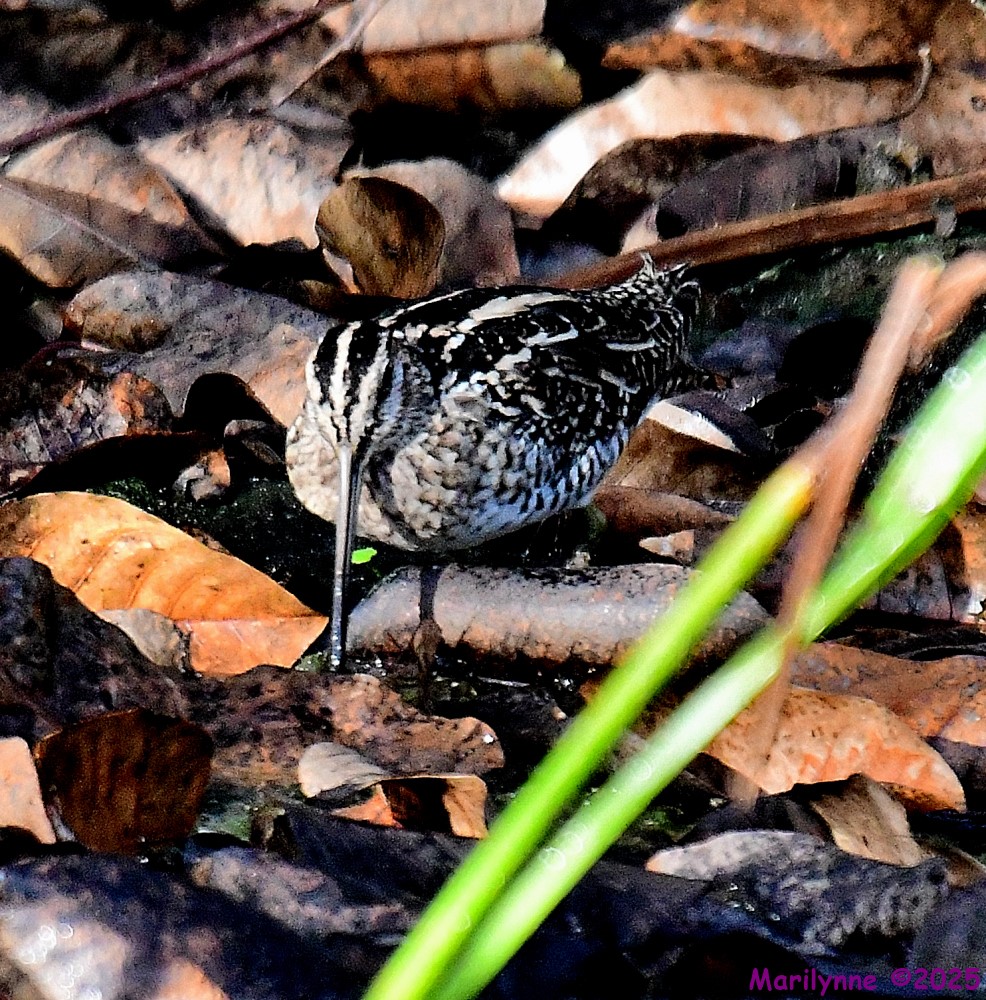 DSC_0758_001.JPG
