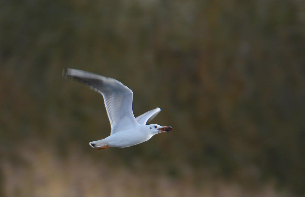 DSC_0764.jpg