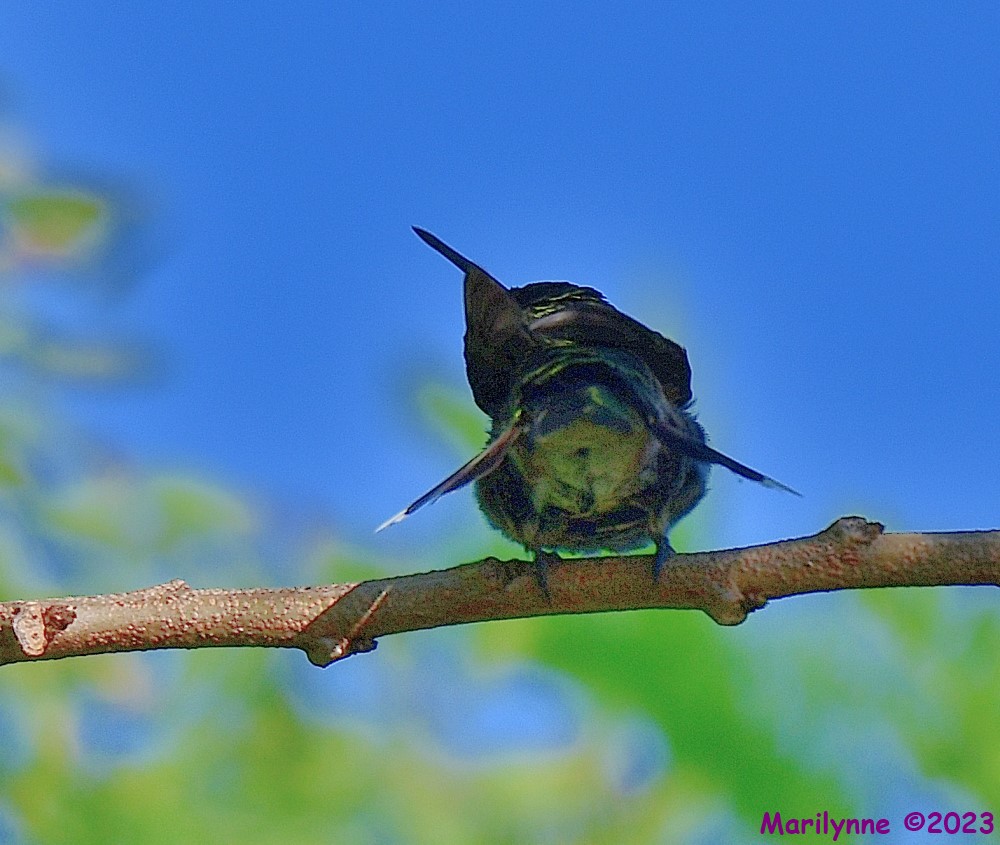 DSC_0764_001.JPG