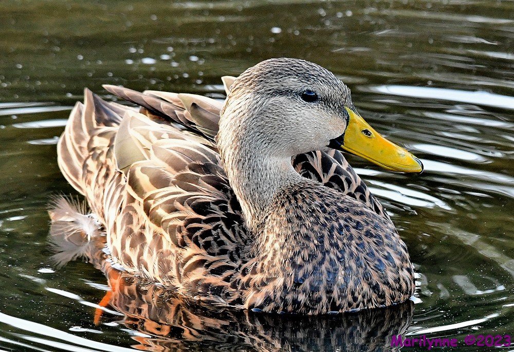 DSC_0767_001.JPG