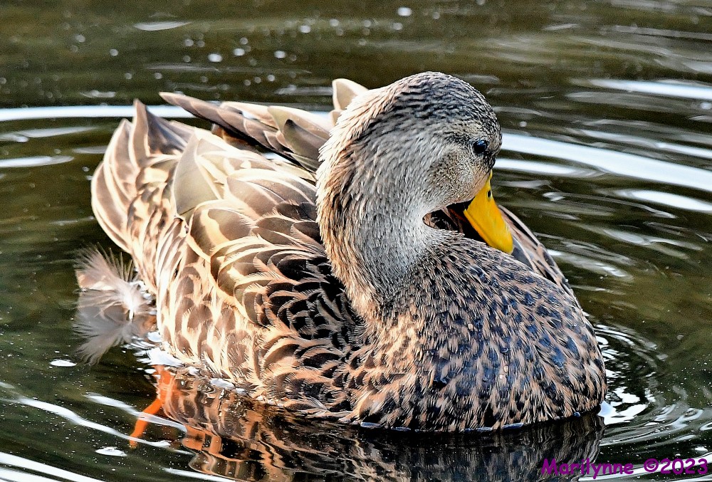 DSC_0768_001.JPG