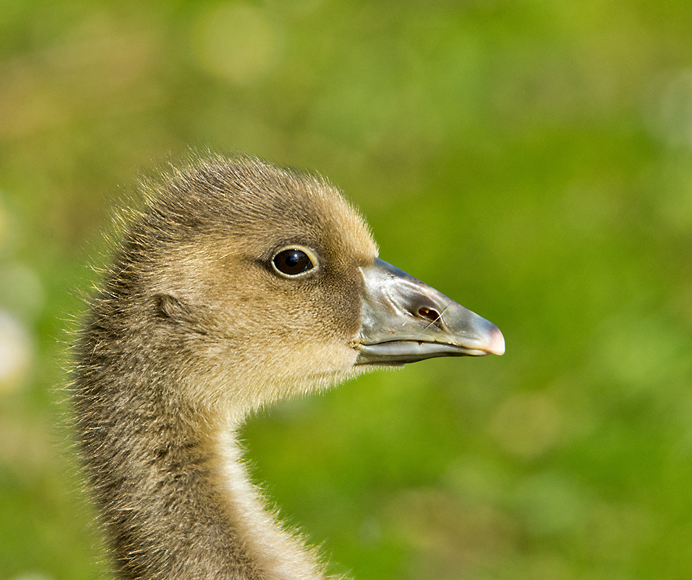 DSC_0770.jpg