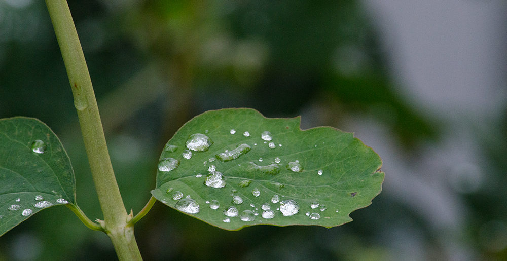 DSC_0770.jpg