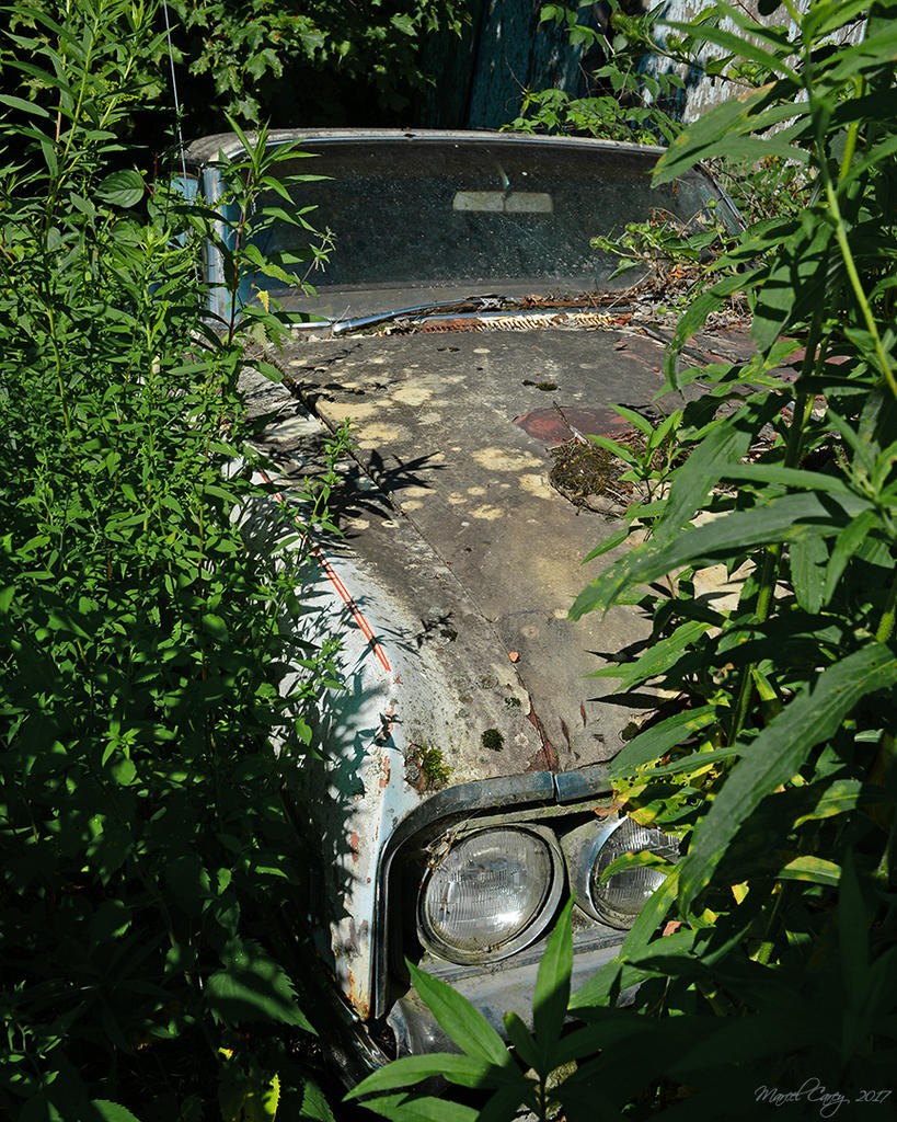 DSC_0772.jpg
