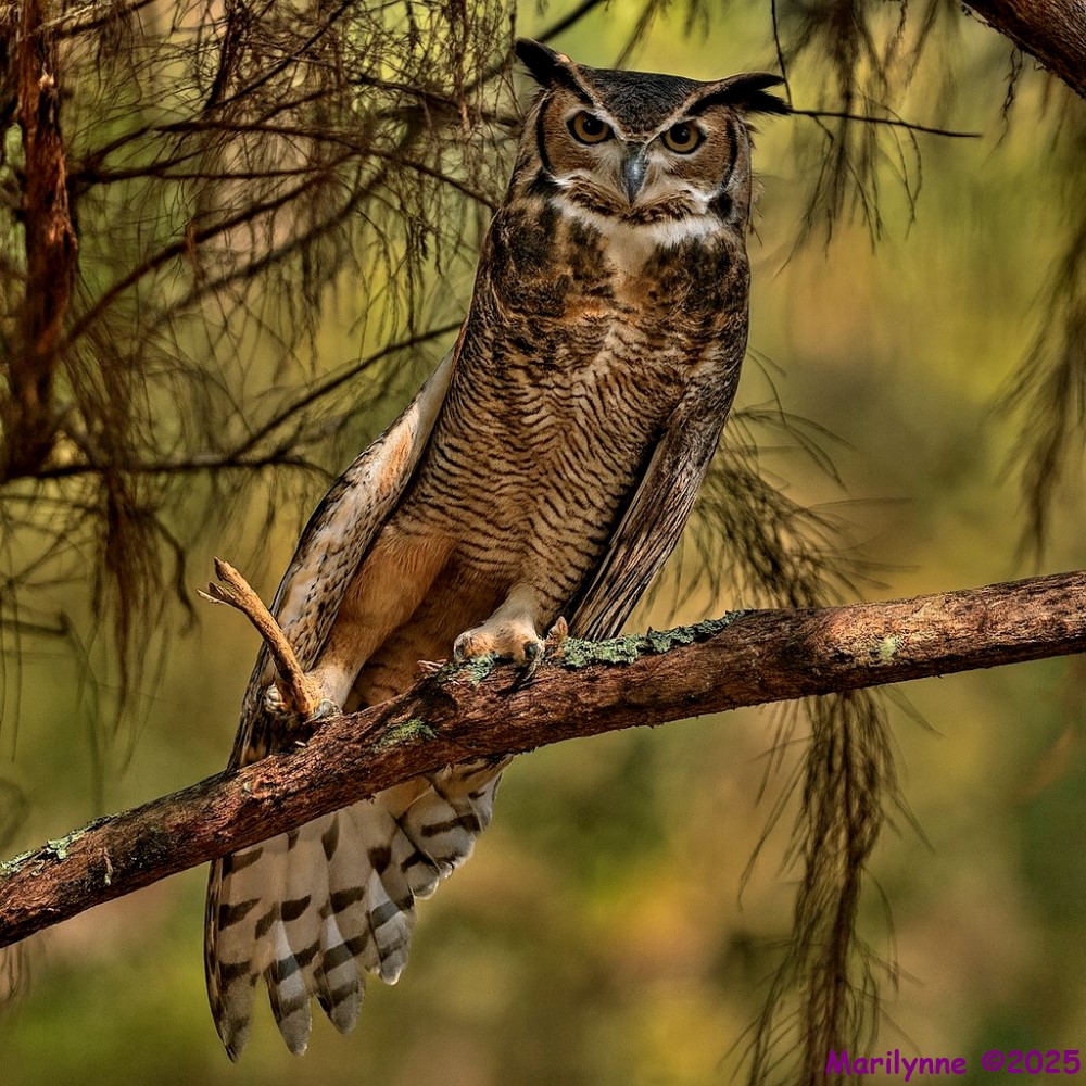 DSC_0773 copy_001.JPG