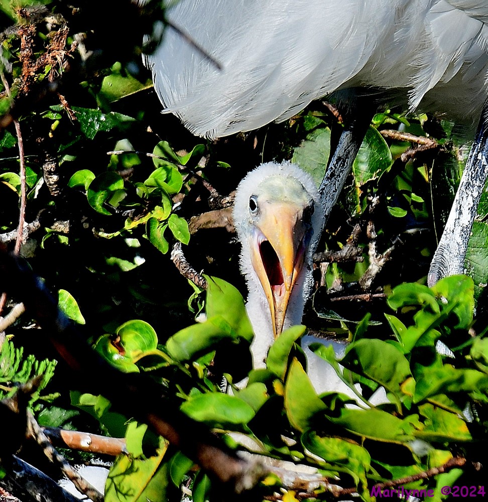 DSC_0773_001.JPG