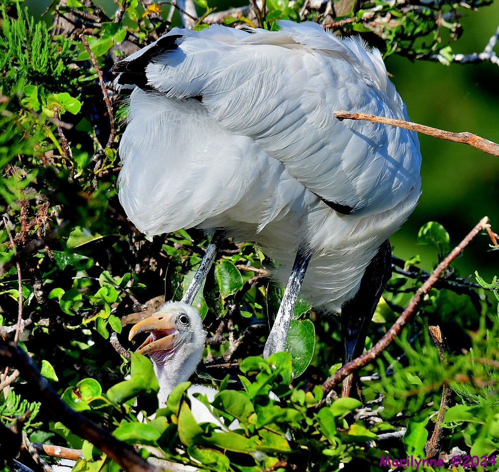 DSC_0774_001.JPG