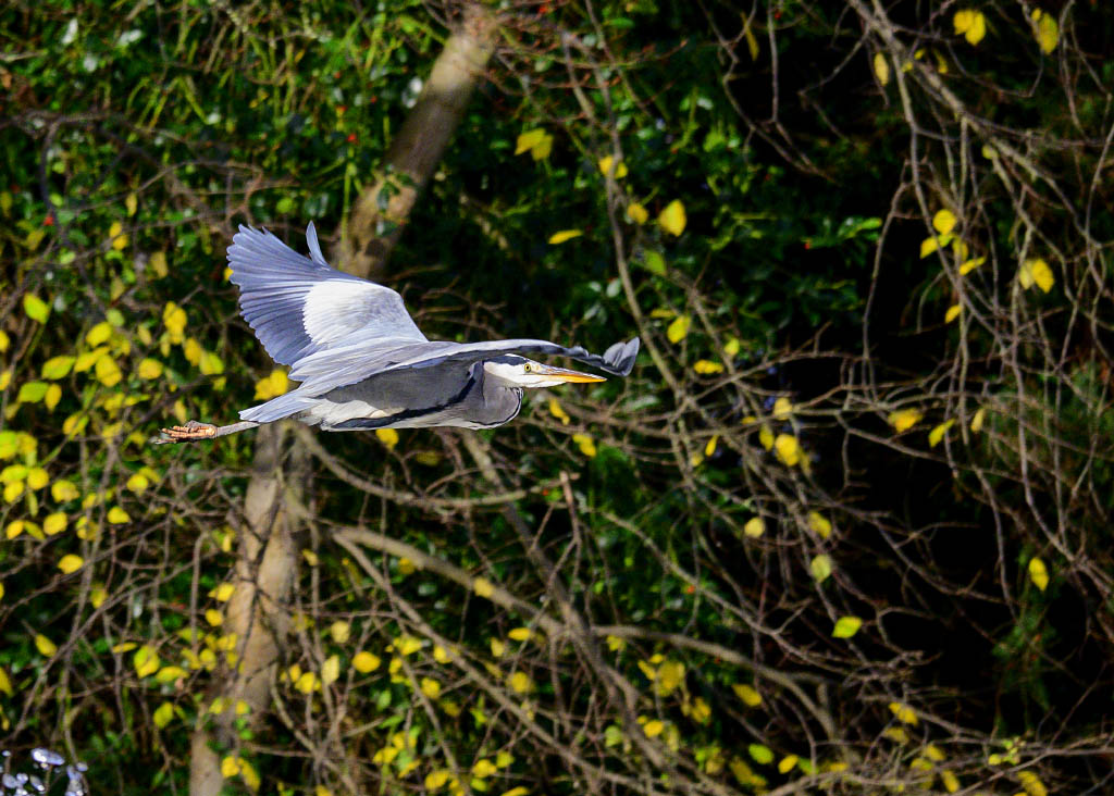 DSC_0775.jpg