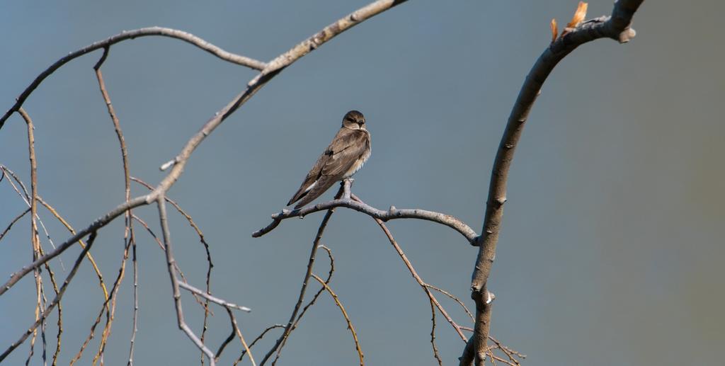DSC_0777.jpg