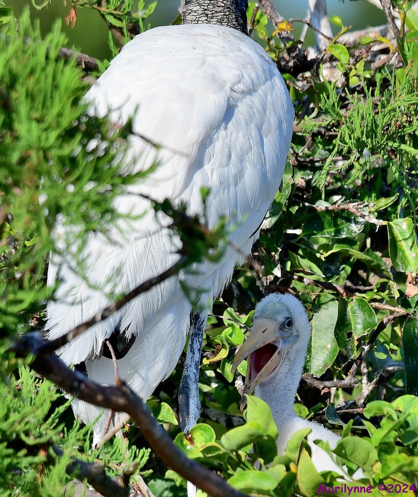 DSC_0779_001.JPG