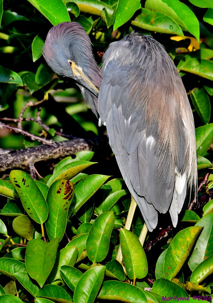 DSC_0779_001.JPG
