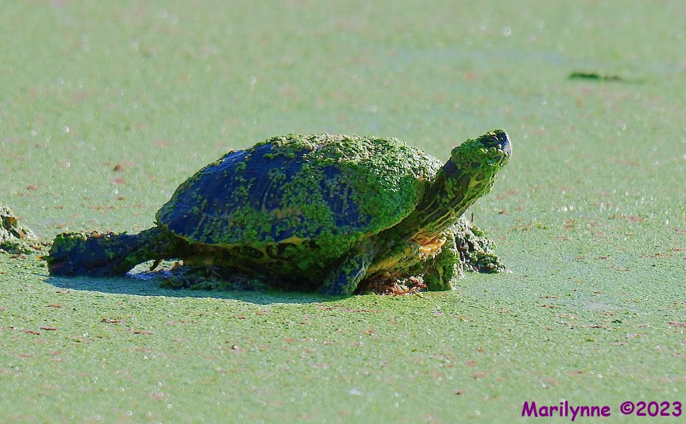 DSC_0780_001.JPG