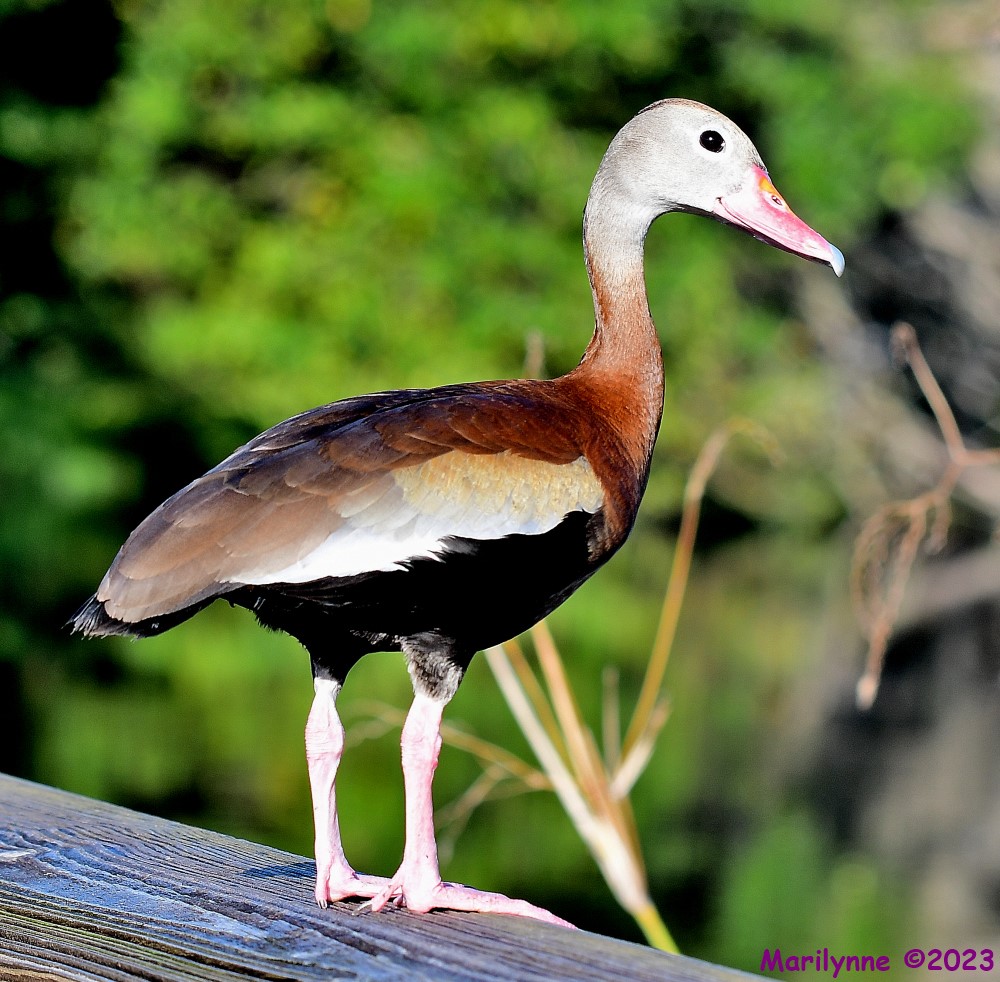 DSC_0780_001.JPG