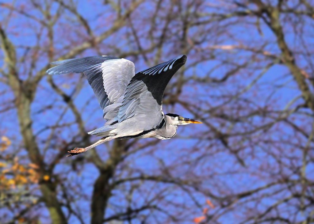 DSC_0781.jpg
