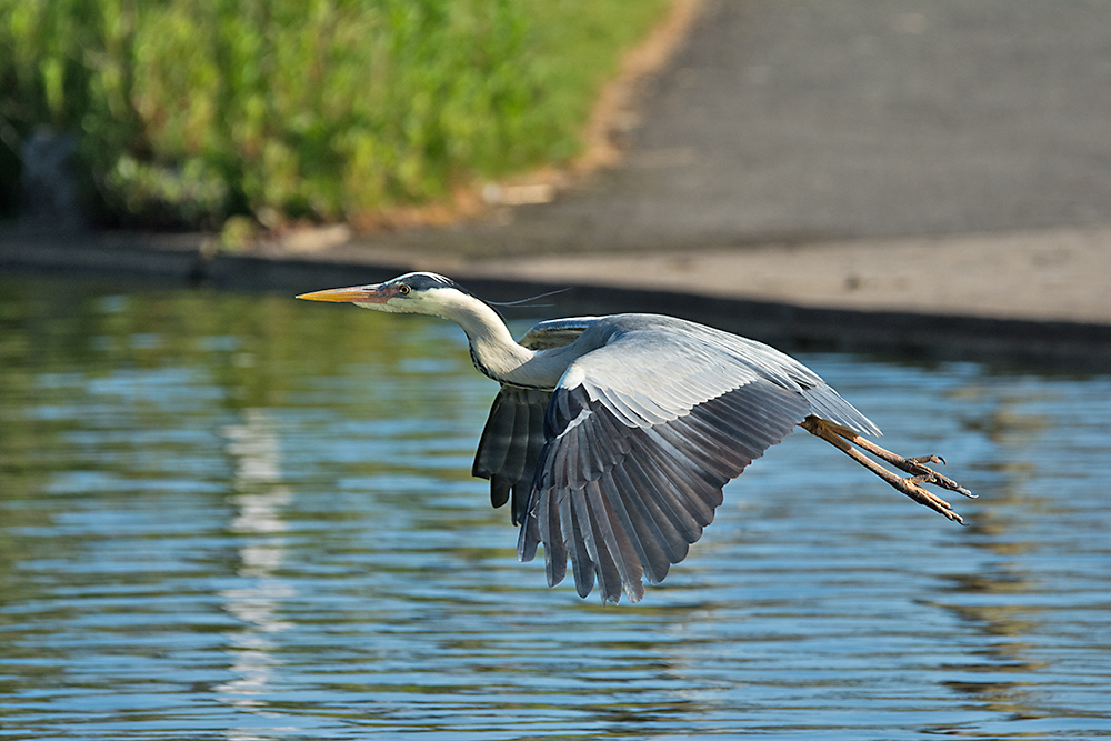 DSC_0784.jpg