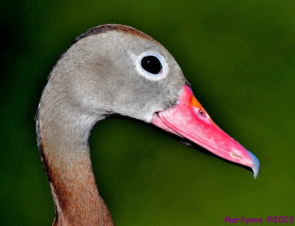 DSC_0784_001.JPG