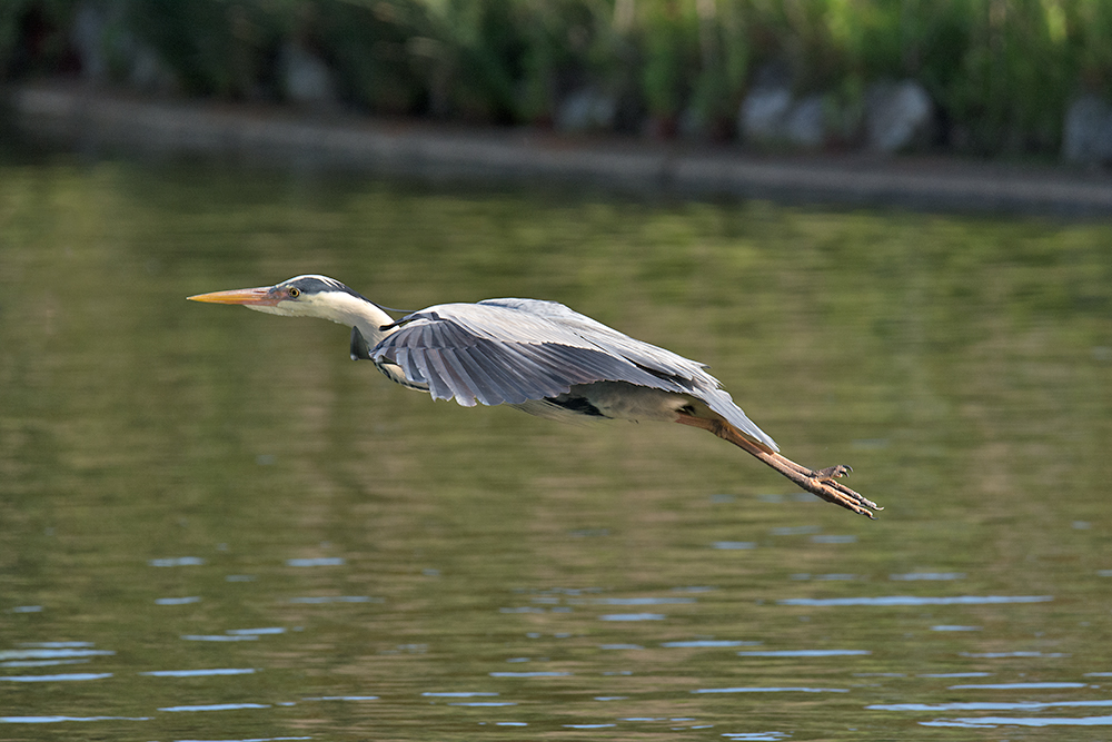 DSC_0785.jpg