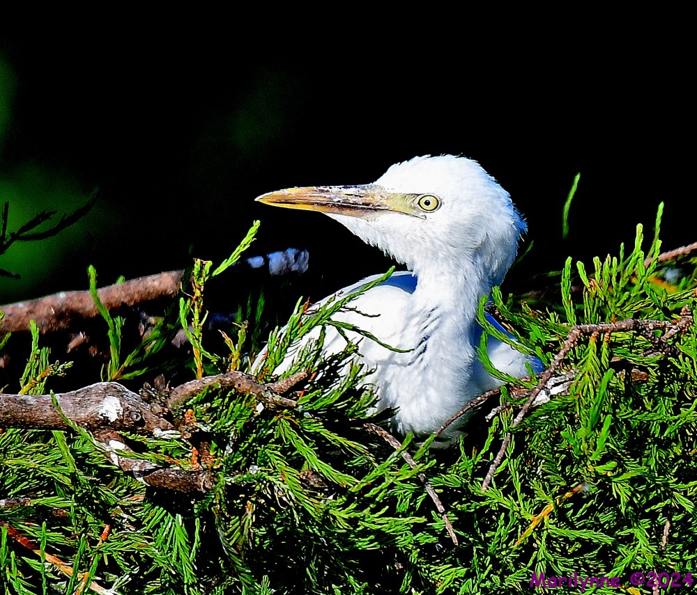 DSC_0785_001.JPG