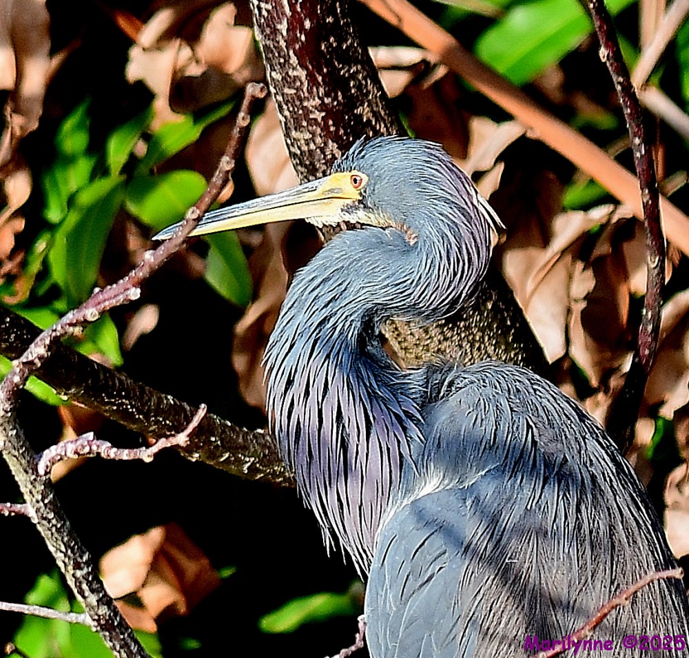 DSC_0785_001.JPG