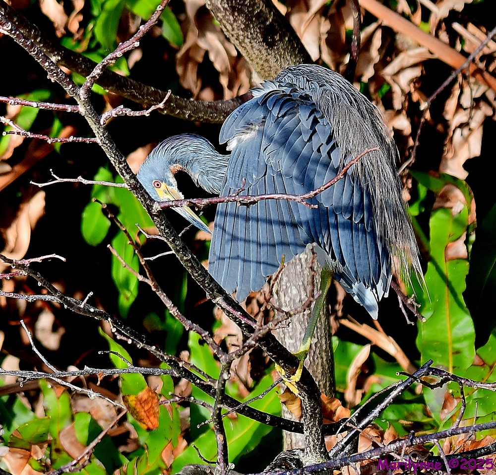 DSC_0787_001.JPG