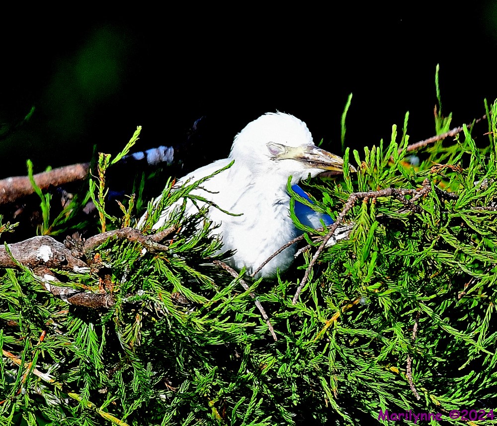 DSC_0788_001.JPG