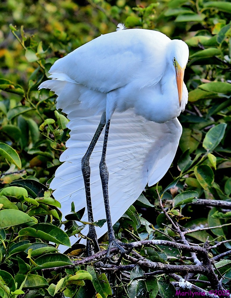 DSC_0790_001.JPG