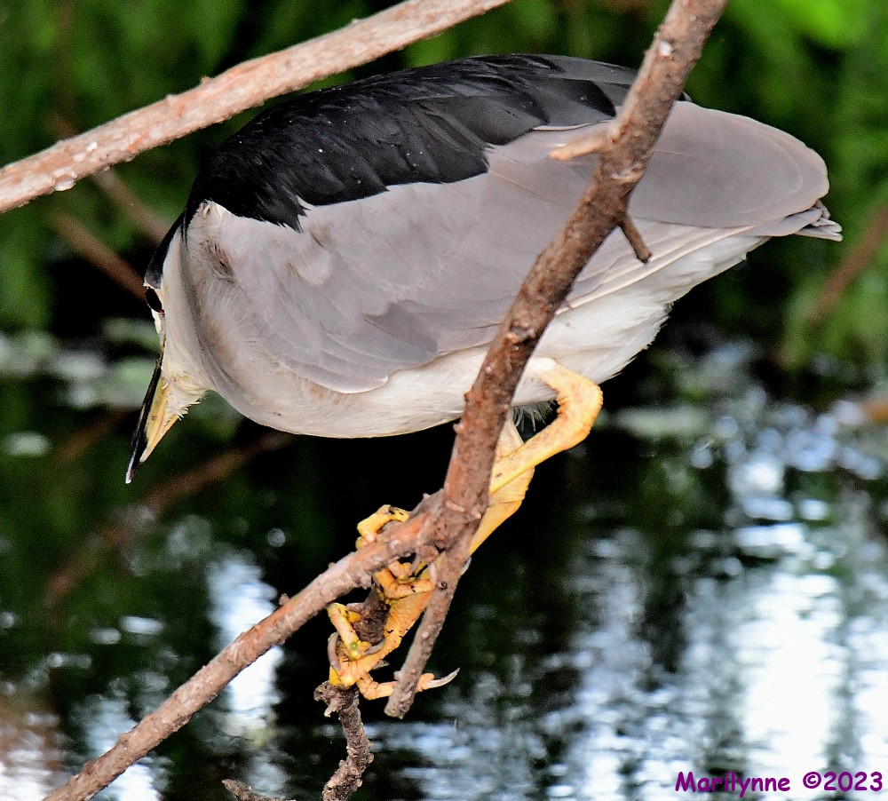 DSC_0791_001.JPG