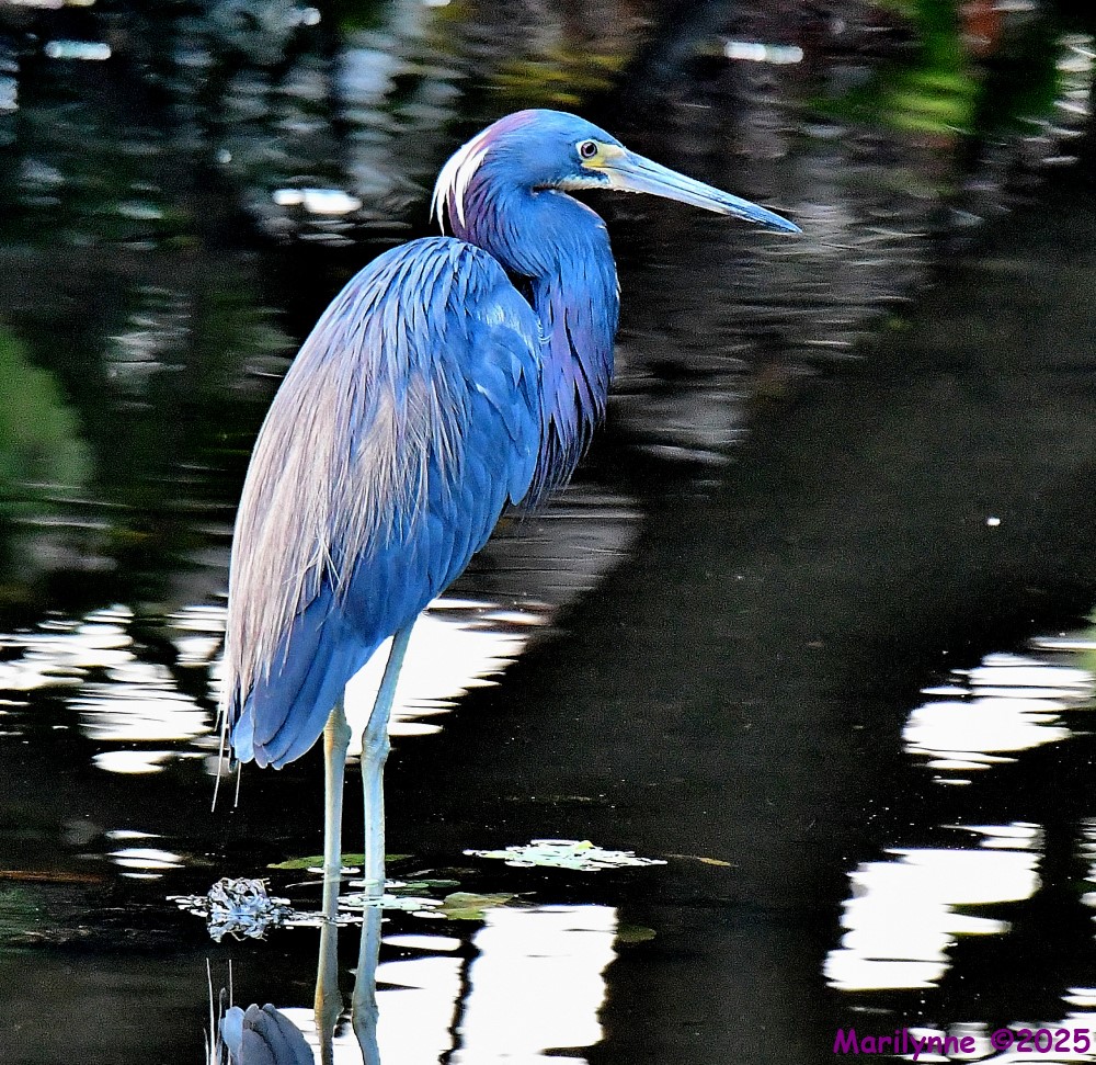 DSC_0792_001.JPG